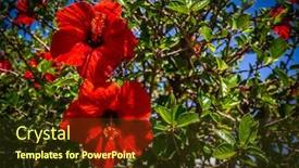  Presentation with flowers - Colorful presentation enhanced with beautiful-red-flowers-in-garden backdrop and a tawny brown colored foreground