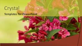  Presentation with red floral - Presentation with beautiful-red-flowers-weigela-florida background and a  colored foreground