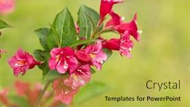  Presentation with red floral - Slide set enhanced with beautiful-red-flowers-weigela-florida background and a yellow colored foreground