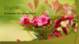  Presentation with red floral - Presentation theme having beautiful-red-flowers-weigela-florida background and a yellow colored foreground