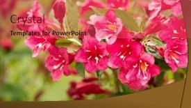  Presentation with red floral - PPT theme enhanced with beautiful-red-flowers-weigela-florida background and a red colored foreground