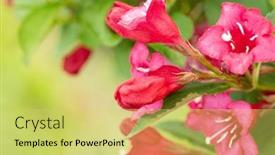  Presentation with red floral - PPT theme enhanced with beautiful-red-flowers-weigela-florida background and a yellow colored foreground