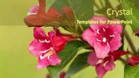  Presentation with red floral - PPT theme featuring beautiful-red-flowers-weigela-florida background and a tawny brown colored foreground