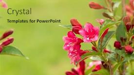  Presentation with red floral - Slide set consisting of beautiful-red-flowers-weigela-florida background and a yellow colored foreground