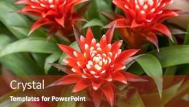  Presentation with flower - Amazing PPT theme having beautiful-red-guzmania-magnifica-flower backdrop and a crimson colored foreground