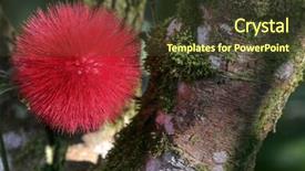  Presentation with malaysia - Amazing slides having beautiful-red-mimosa-flower-pompom backdrop and a tawny brown colored foreground