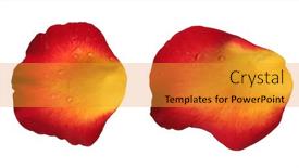  Presentation with rose yellow - Slides consisting of beautiful-red-orange-and-yellow background and a gold colored foreground