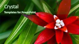  Presentation with orchid - Cool new slides with beautiful red orchid backdrop and a tawny brown colored foreground