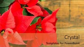  Presentation with rustic wood wooden frame - Beautiful PPT layouts featuring beautiful red poinsettia on wooden backdrop and a gold colored foreground