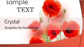  Presentation with poppies - Audience pleasing PPT theme consisting of beautiful red poppies isolated backdrop and a lemonade colored foreground
