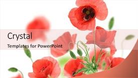  Presentation with poppies - PPT layouts featuring beautiful red poppies isolated background and a lemonade colored foreground