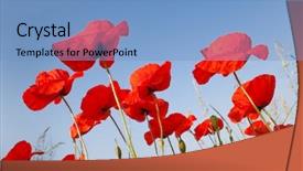  Presentation with plain blue clear sky - Slides with beautiful red poppies on clear background and a teal colored foreground
