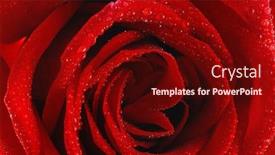  Presentation with dew - Presentation theme having beautiful red rose background with drops of dew background and a wine colored foreground