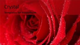  Presentation with red rose bush - Slide deck featuring beautiful red rose close up background and a crimson colored foreground