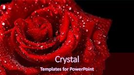  Presentation with bible red rose - Theme consisting of beautiful red rose close-up background and a wine colored foreground