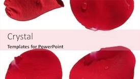  Presentation with designs - Audience pleasing PPT theme consisting of flower petals isolated on white backdrop and a coral colored foreground