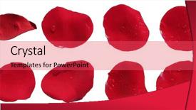 Presentation with rose flower - Colorful slides enhanced with beautiful red rose flower petals backdrop and a red colored foreground