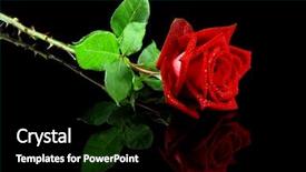  Presentation with bible red rose - Theme consisting of beautiful red rose isolated background and a black colored foreground