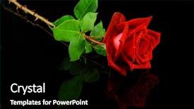 Presentation with bible red rose - Audience pleasing slides consisting of beautiful red rose isolated backdrop and a black colored foreground