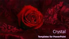  Presentation with dark - Audience pleasing PPT theme consisting of beautiful-red-rose-on-dark backdrop and a wine colored foreground