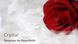  Presentation with white rose - Colorful PPT layouts enhanced with beautiful red rose on white feathers background conceptual still life backdrop and a white colored foreground