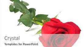  Presentation with white rose - Presentation theme consisting of beautiful red rose on white background background and a white colored foreground