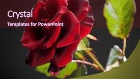  Presentation with red and black - Presentation theme with beautiful red rose over black background and a tawny brown colored foreground