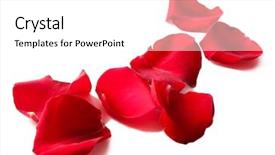  Presentation with red and white rose petals - Audience pleasing theme consisting of beautiful red rose petals isolated backdrop and a white colored foreground