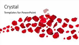  Presentation with red and white rose petals - Cool new slide deck with beautiful red rose petals isolated backdrop and a white colored foreground