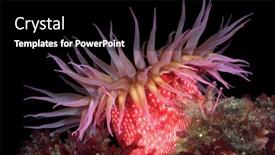  Presentation with plankton - Colorful theme enhanced with beautiful-red-rose-sea-anemone backdrop and a black colored foreground