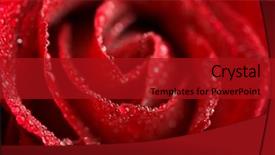  Presentation with water droplets - Amazing slides having beautiful red rose with water droplets shallow dof backdrop and a crimson colored foreground