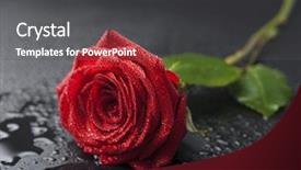  Presentation with water droplets - Colorful presentation theme enhanced with beautiful red rose with water backdrop and a dark gray colored foreground