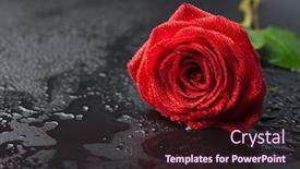  Presentation with water droplets - Presentation theme having beautiful red rose with water droplets over black background background and a wine colored foreground