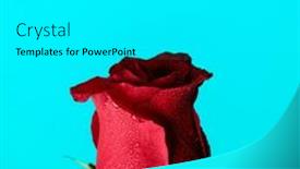  Presentation with blue rose - Theme with beautiful-red-rose-with-waterdrops background and a  colored foreground