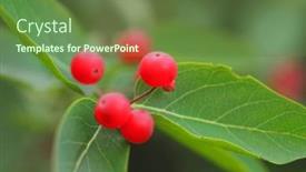  Presentation with berries - PPT layouts having beautiful-red-round-small-poisonous background and a  colored foreground