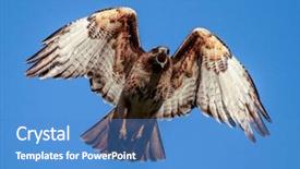  Presentation with hawk - Presentation theme featuring beautiful red tailed hawk screeching background and a teal colored foreground