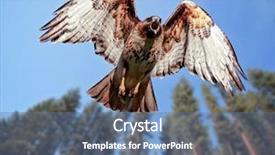  Presentation with flying hawk - PPT theme having beautiful red tailed hawk screeching background and a ocean colored foreground