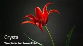  Presentation with tulip - Cool new PPT theme with beautiful-red-tulip-on-dark backdrop and a dark gray colored foreground