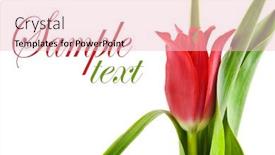  Presentation with tulip - Audience pleasing presentation theme consisting of beautiful-red-tulip backdrop and a lemonade colored foreground