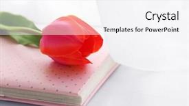  Presentation with album - Beautiful PPT layouts featuring beautiful red tulips and pink album on windowsill closeup backdrop and a white colored foreground