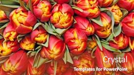  Presentation with tulips - Slides enhanced with beautiful red tulips background texture background and a crimson colored foreground