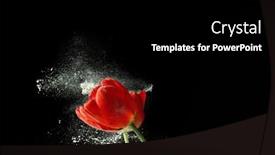  Presentation with tulips - Amazing slide deck having beautiful-red-tulips-on-dark backdrop and a black colored foreground