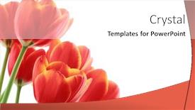  Presentation with tulips - 