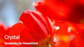  Presentation with sunlight - Theme having beautiful red tulips in the field under spring sky in bright sunlight background and a crimson colored foreground