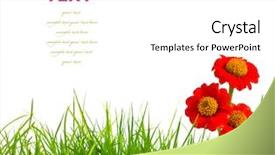  Presentation with beautiful spring flowers - Colorful slide deck enhanced with beautiful red zinnia flowers backdrop and a white colored foreground