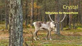  Presentation with forest - Slide set having beautiful-reindeer-grazing background and a tawny brown colored foreground