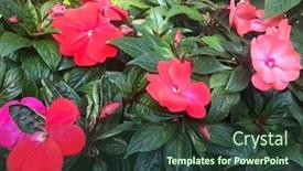  Presentation with busy - Slides featuring beautiful-res-busy-lizzies background and a tawny brown colored foreground