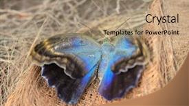  Presentation with blue - Beautiful slide deck featuring beautiful resting blue morpho - morpho backdrop and a  colored foreground