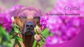  Presentation with flowers - PPT theme featuring beautiful-rhodesian-ridgeback-in-pretty background and a lilac colored foreground