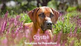  Presentation with flowers - Slide deck enhanced with beautiful-rhodesian-ridgeback-in-pretty background and a coral colored foreground